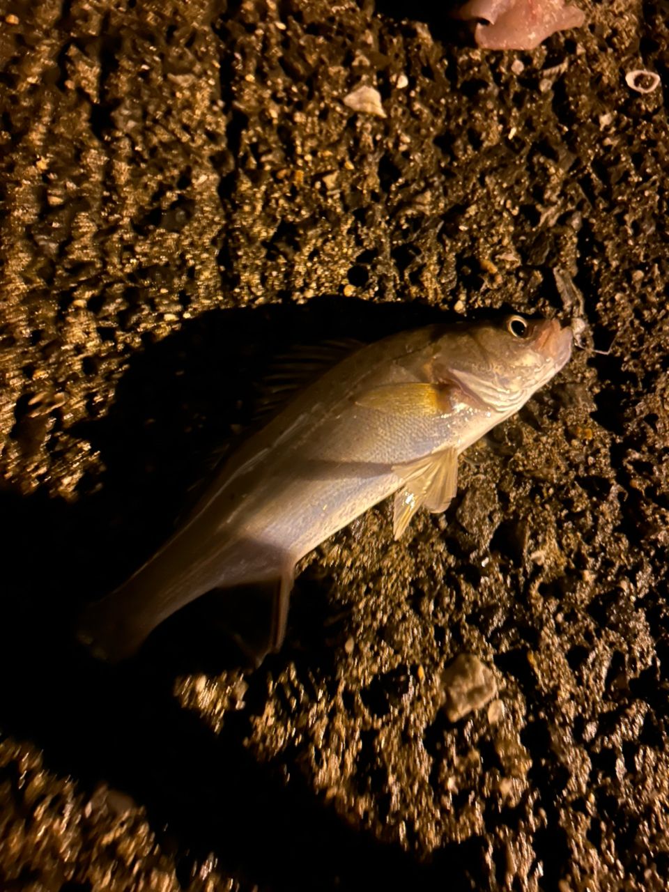 セイゴ（タイリクスズキ）