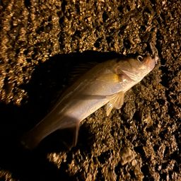 セイゴ（タイリクスズキ）