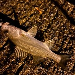 セイゴ（タイリクスズキ）