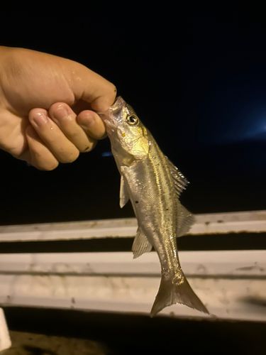 セイゴ（タイリクスズキ）の釣果