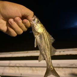 セイゴ（タイリクスズキ）