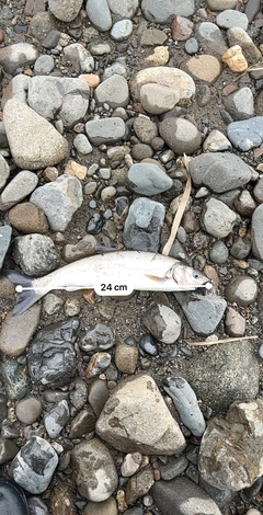 ウグイの釣果