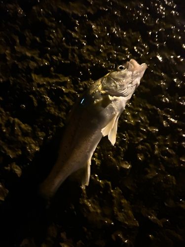 セイゴ（タイリクスズキ）の釣果
