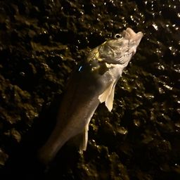 セイゴ（タイリクスズキ）