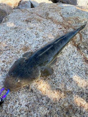 マゴチの釣果