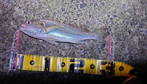 イシモチの釣果
