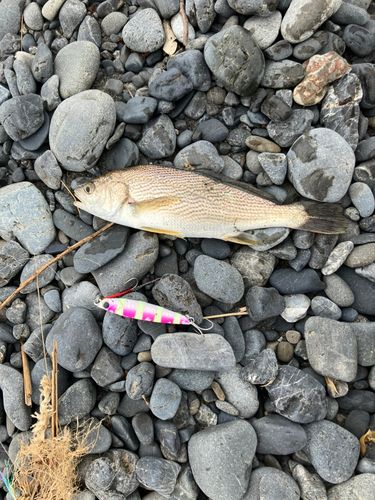 イシモチの釣果