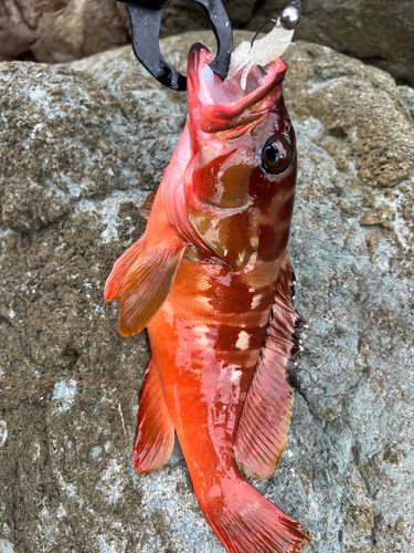 アカハタの釣果
