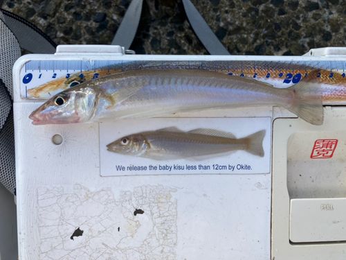 キスの釣果