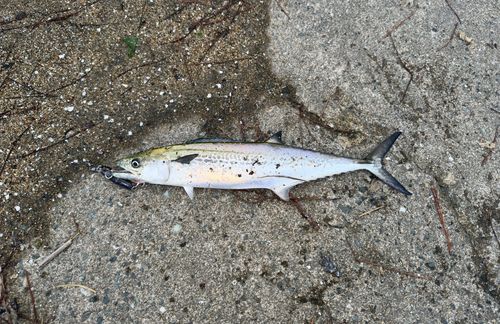 サゴシの釣果