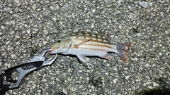 アミメフエダイの釣果
