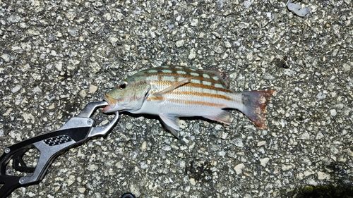 アミメフエダイの釣果