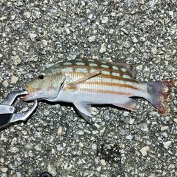 アミメフエダイ