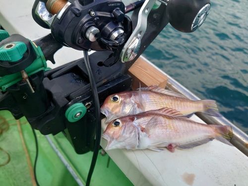 アマダイの釣果