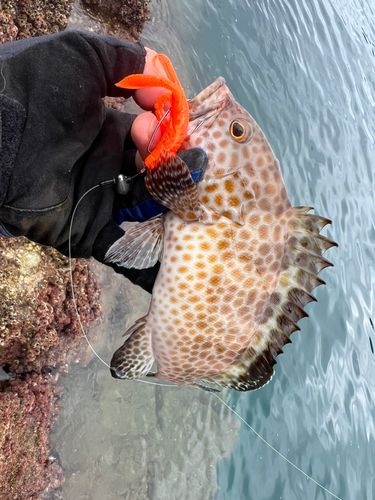 オオモンハタの釣果