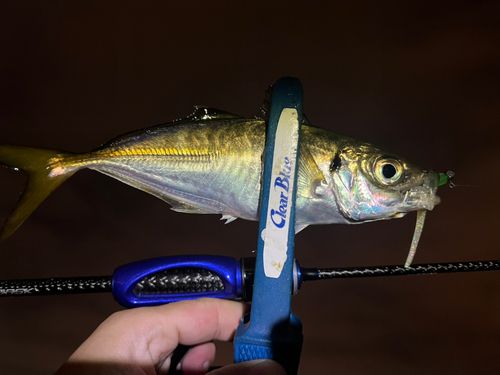 マアジの釣果