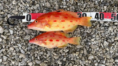 キツネダイの釣果