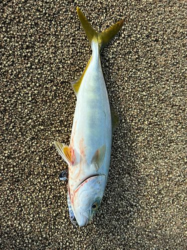 ツバイソの釣果