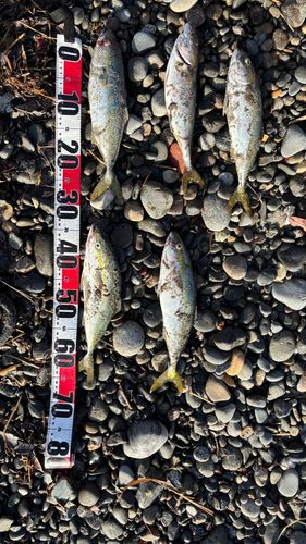 ワカシの釣果