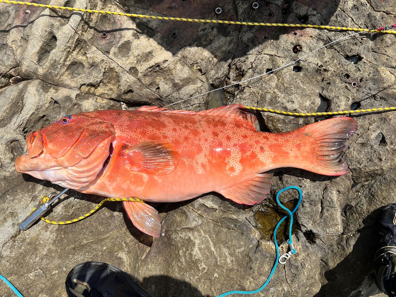 DAIWA 23幻覇王 弓剣 ライトクエ484の最安値・インプレ・釣果