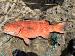 スジアラの釣果
