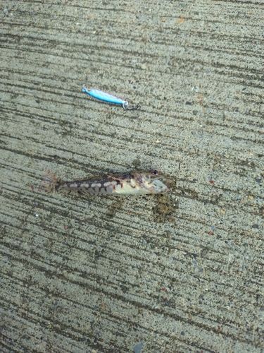 アナハゼの釣果