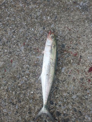 サゴシの釣果