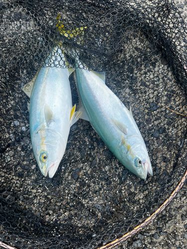 ヤズの釣果