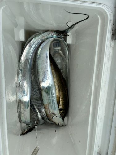 タチウオの釣果