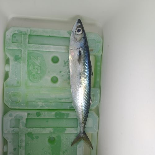 サバの釣果