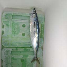 サバ