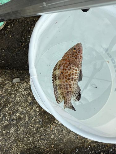 オオモンハタの釣果