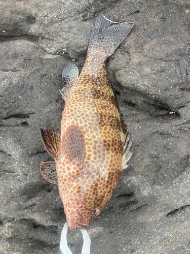鹿児島湾南部