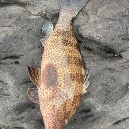 オオモンハタ