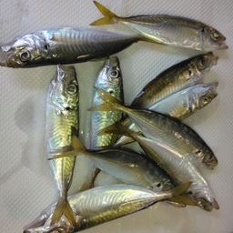 アジ