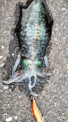 津久見湾