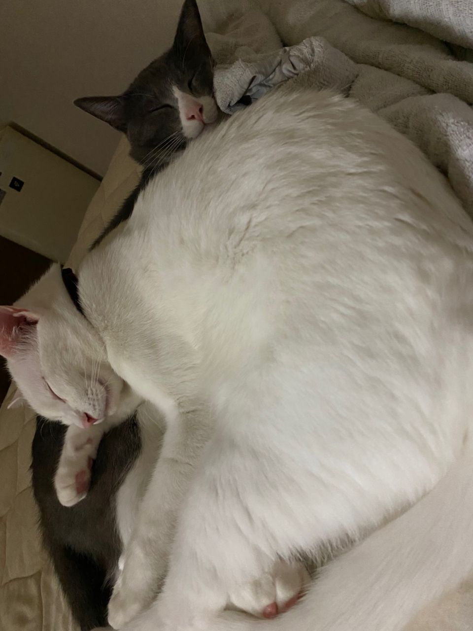 キス