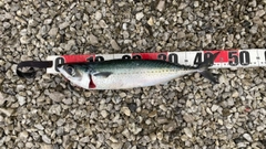 ゴマサバの釣果