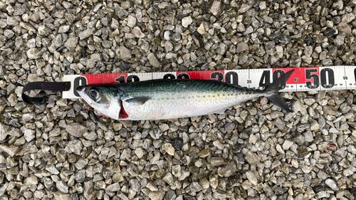 ゴマサバの釣果