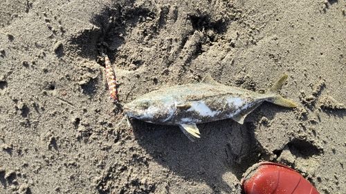 ワカシの釣果