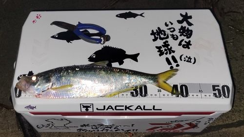 ヒラの釣果