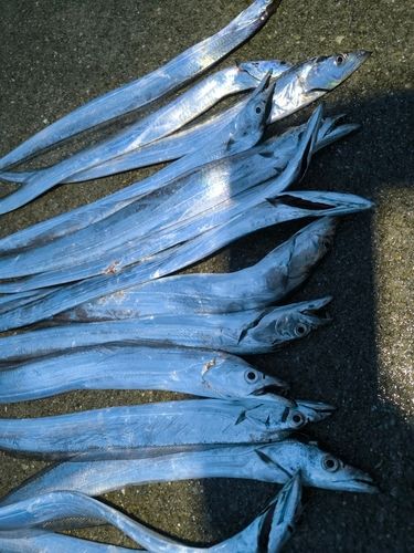 タチウオの釣果