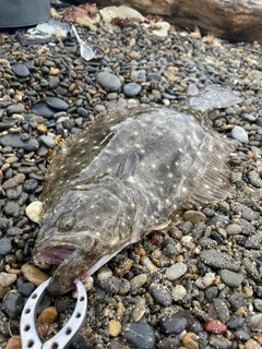 ヒラメの釣果