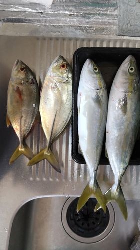 ワカシの釣果