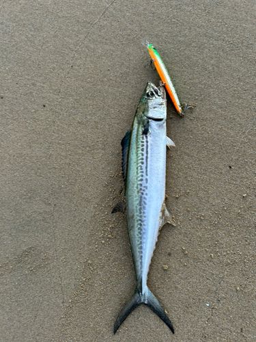 博多湾