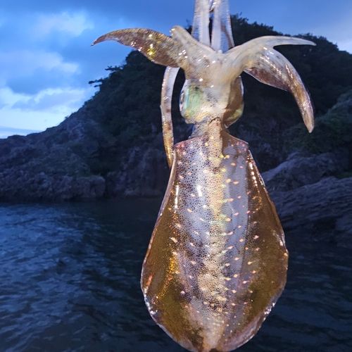 アオリイカの釣果