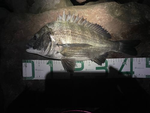 チヌの釣果