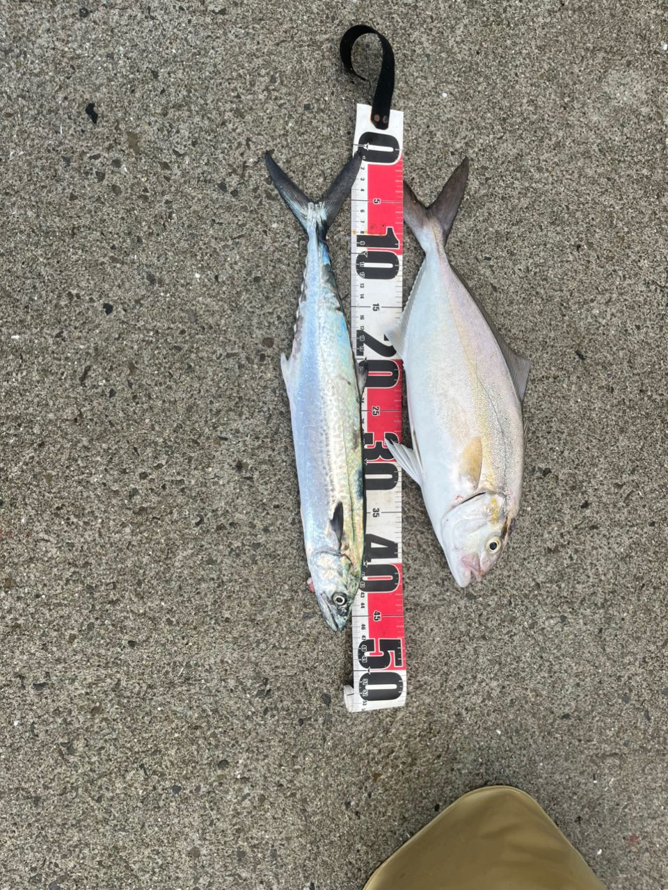 SHIMANO - 〇〇SHIMANO シマノ COLTSNIPER 20 コルトスナイパー XR S100H 39767 ルアーロッド シマノ コルトスナイパーXR S100H (ロッド・釣竿) 価格比較