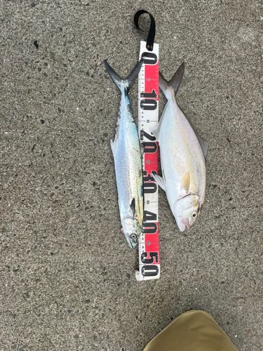 シオの釣果