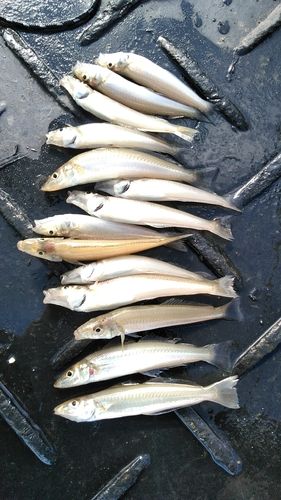 コンゴウフグの釣果